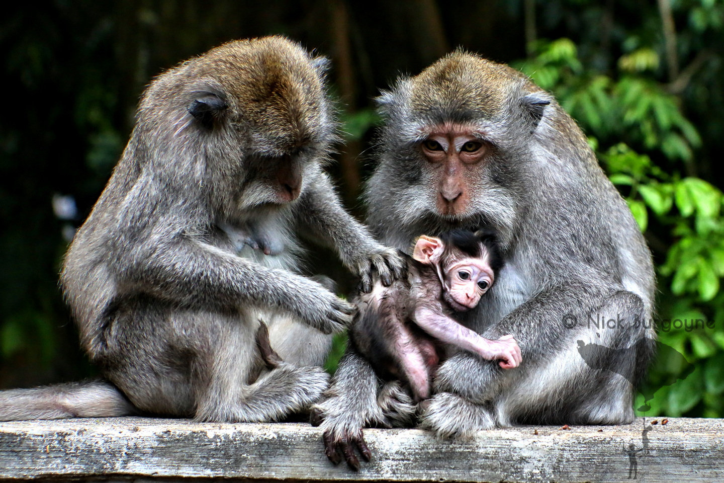 The Monkeys Who Care - Alas Kedaton 