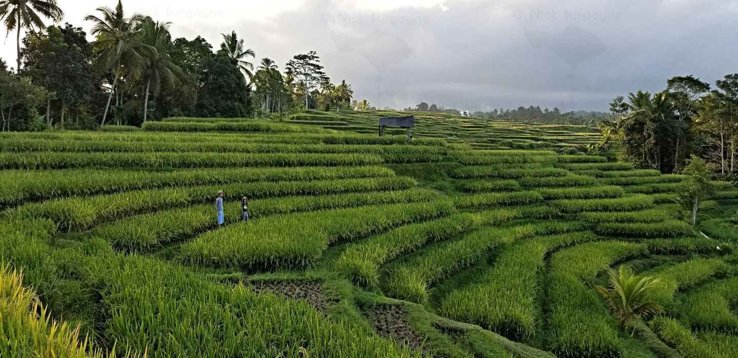 	Huge Rice Terraces, Penebel 	 