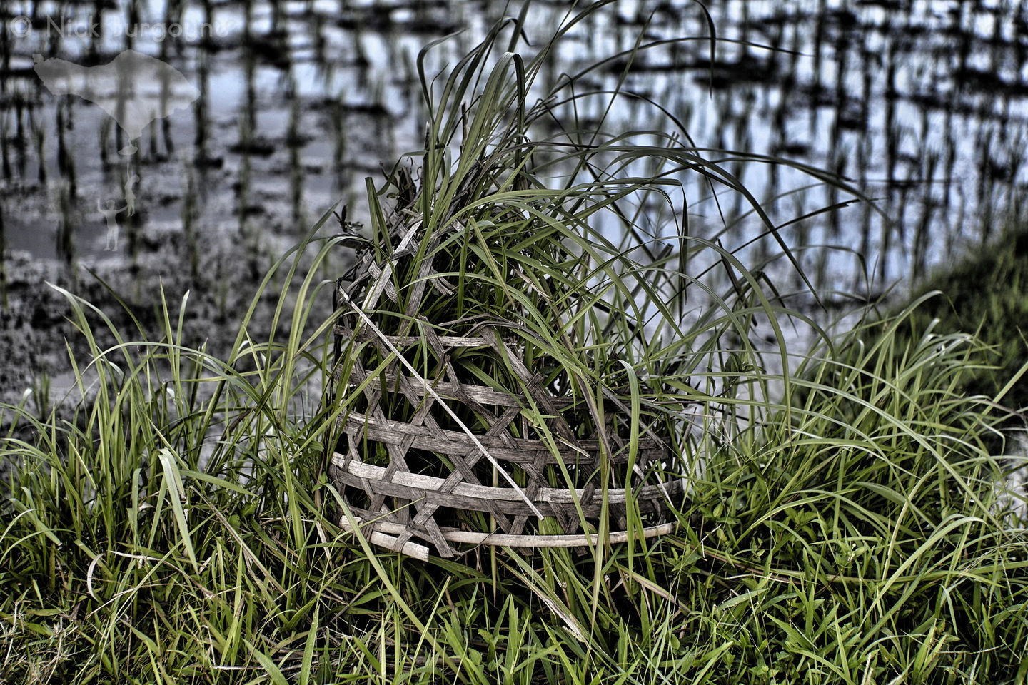 The Broken Grass Basket 